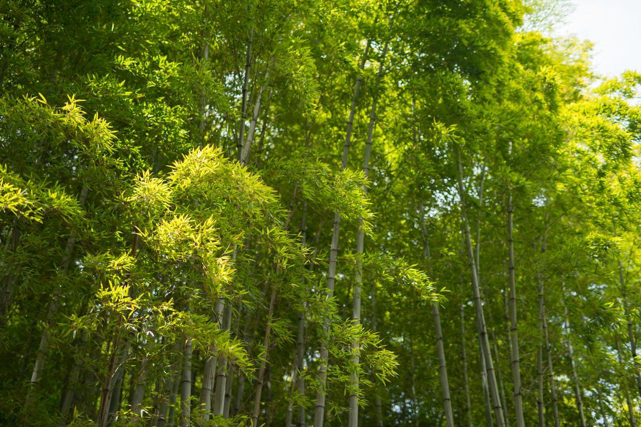 Kyoto Chikuan Lejlighed Eksteriør billede